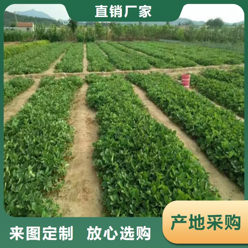 青海省桃熏草莓苗品种齐全