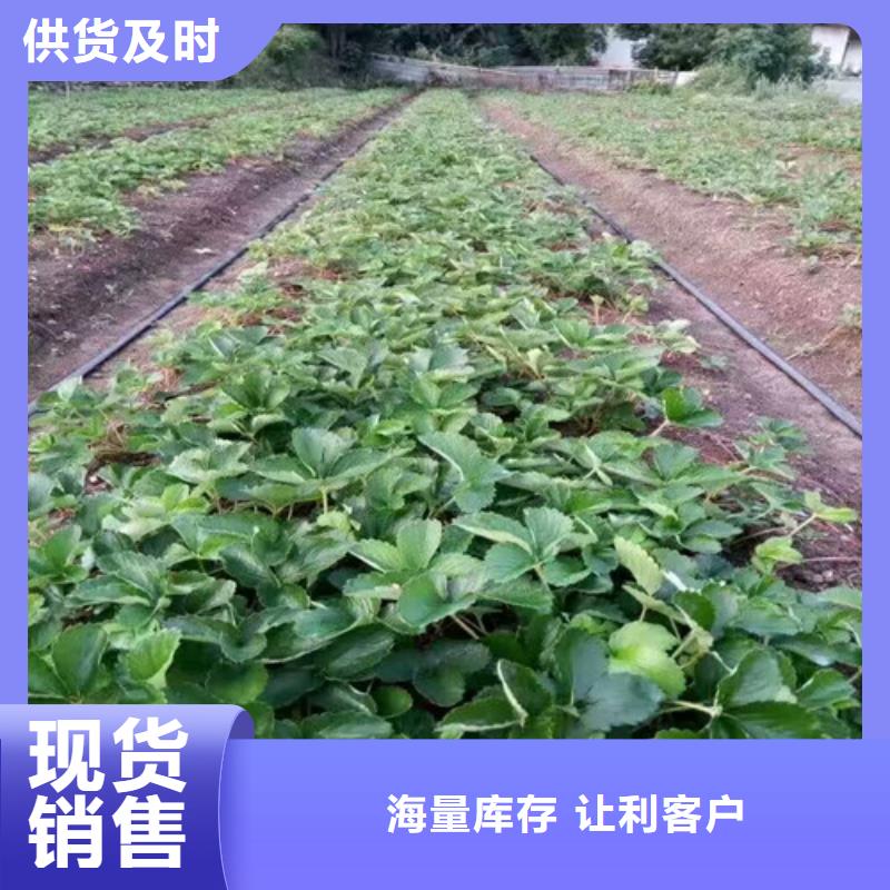 香蕉草莓苗培育基地当地货源