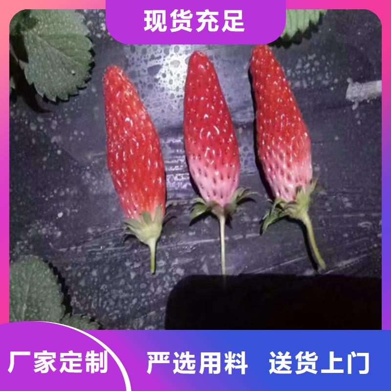 艳丽草莓苗品种选择品质有保障