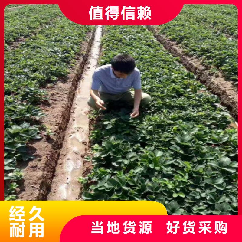 平阴基地批发香蕉品种草莓苗，香蕉品种草莓苗种植条件产地厂家直销