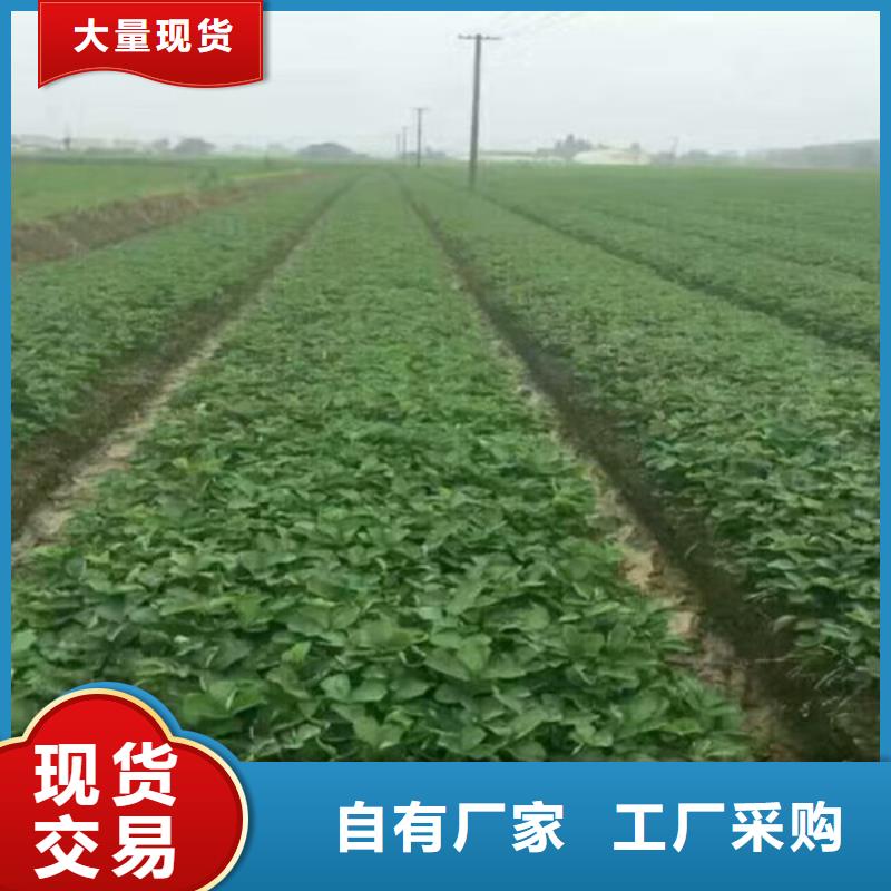 深圳东晓街道哪里批发法兰地草莓苗，法兰地草莓苗种植地区