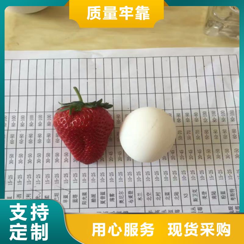 江西省圣诞红草莓苗育苗厂家