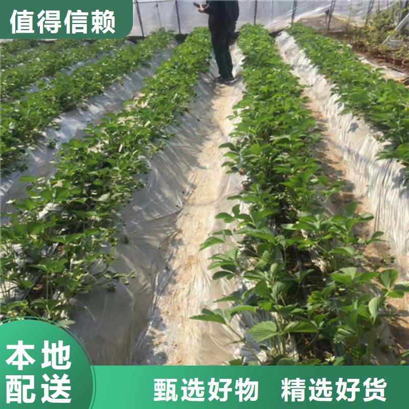 揭阳市甜宝草莓苗品种齐全