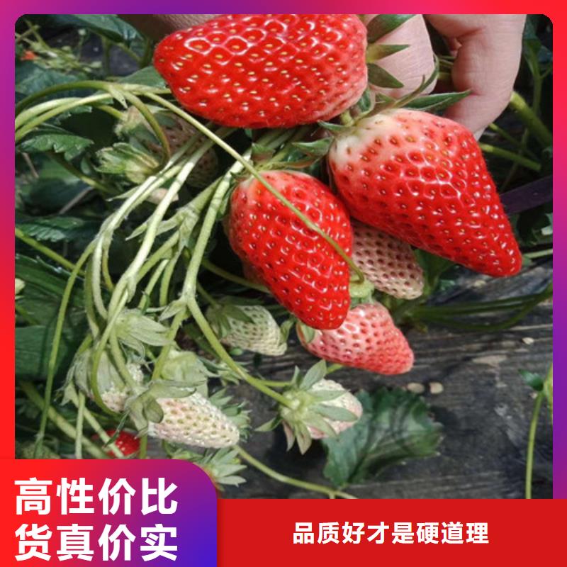 临湘草莓种苗低价批发源头厂家
