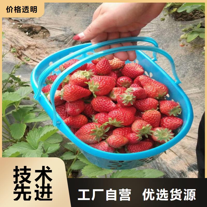 灵丘牛奶草莓苗全国发货对质量负责