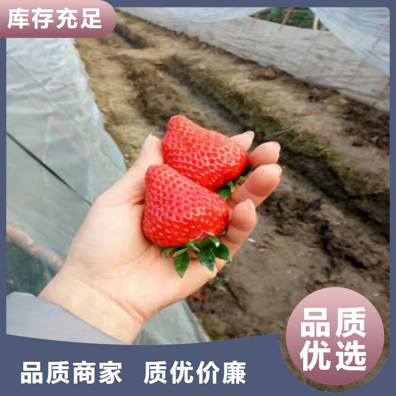 华龙草莓苗质保一年