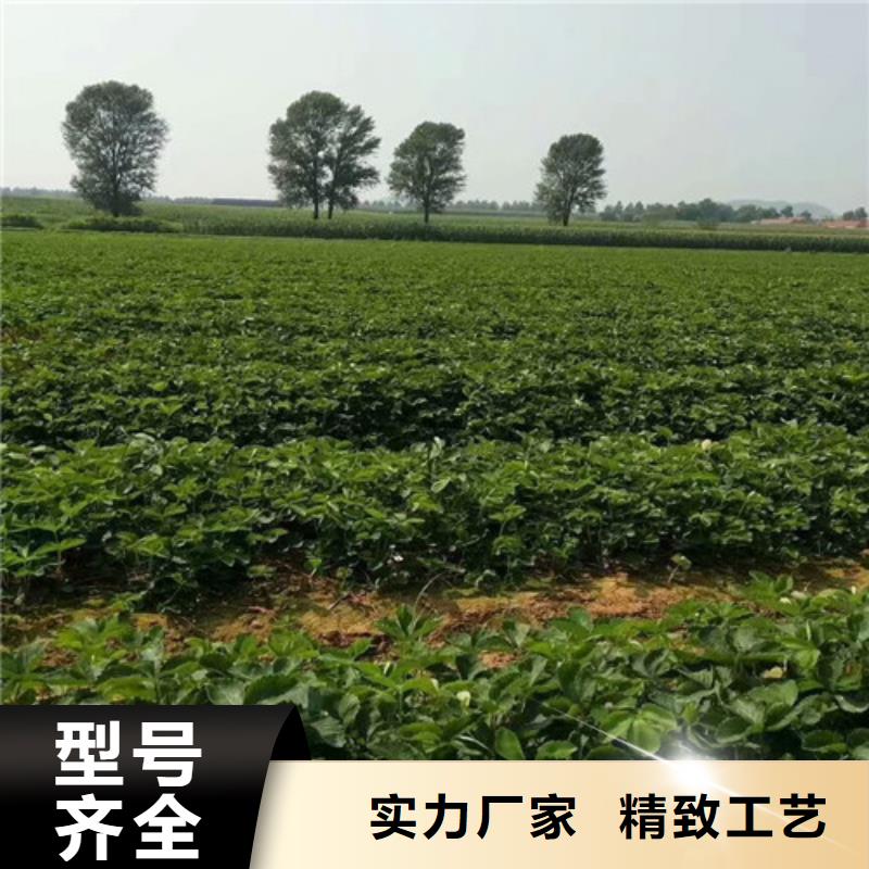 屏山桃熏草莓苗图片当地生产厂家