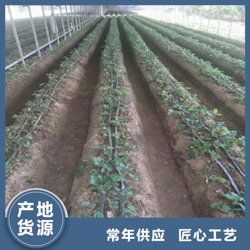 山东省艳丽草莓苗高产丰收