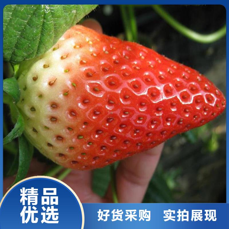 香蕉草莓苗屯昌县厂家