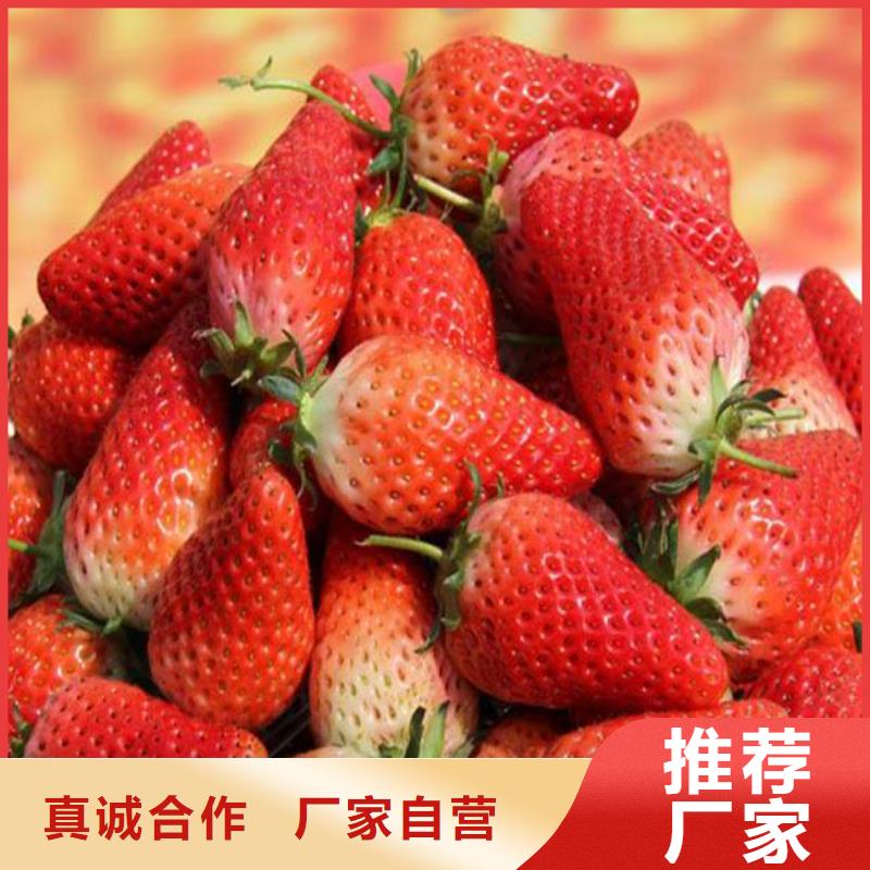 供应香蕉草莓苗，香蕉草莓苗高产丰收