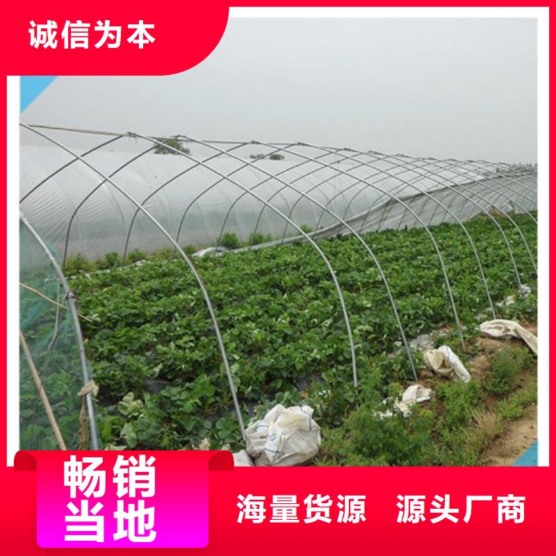 贵州四季草莓苗