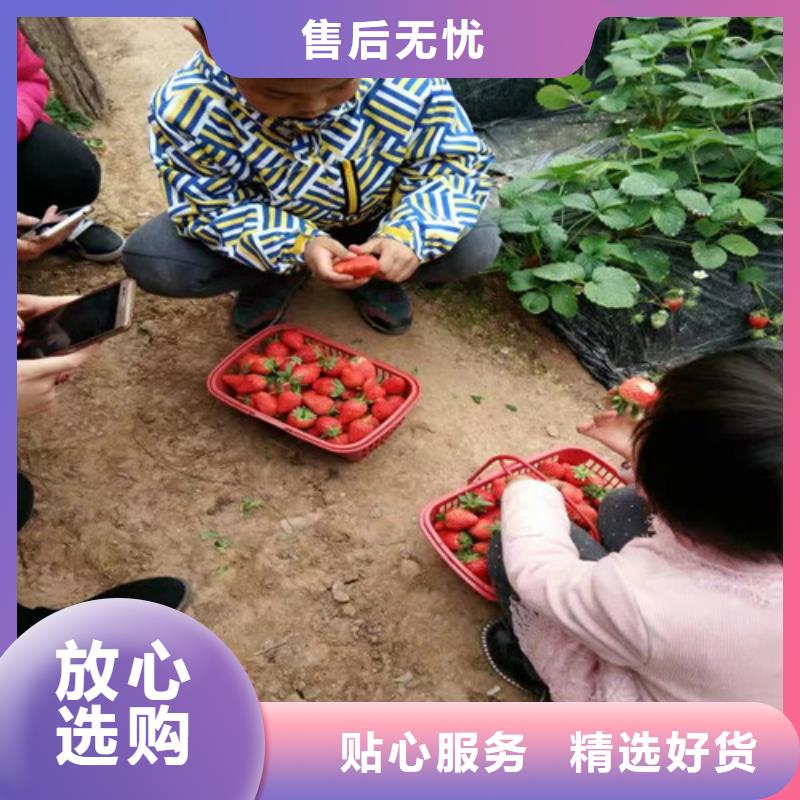 陕西省红颜草莓苗适应土地