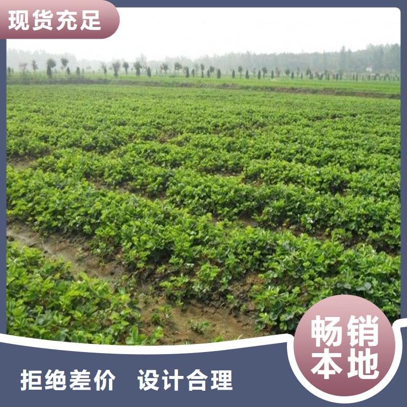 基地批发草莓苗品种，草莓苗品种价格
