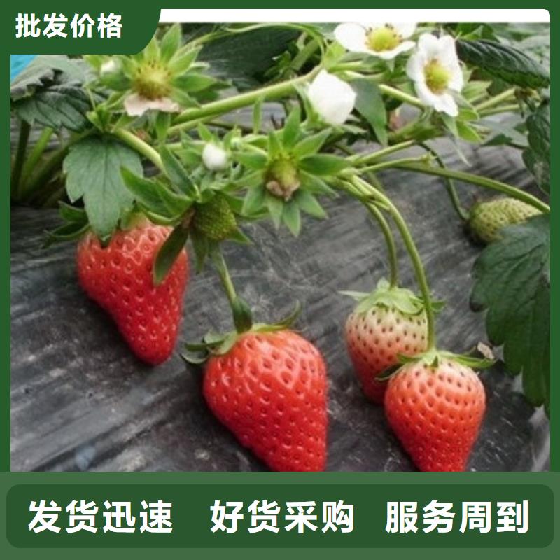 秦州奶油草莓苗现货齐全一对一为您服务