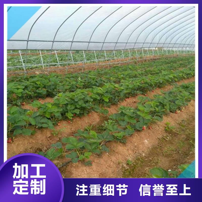 富源白果草莓苗基地批发原厂制造
