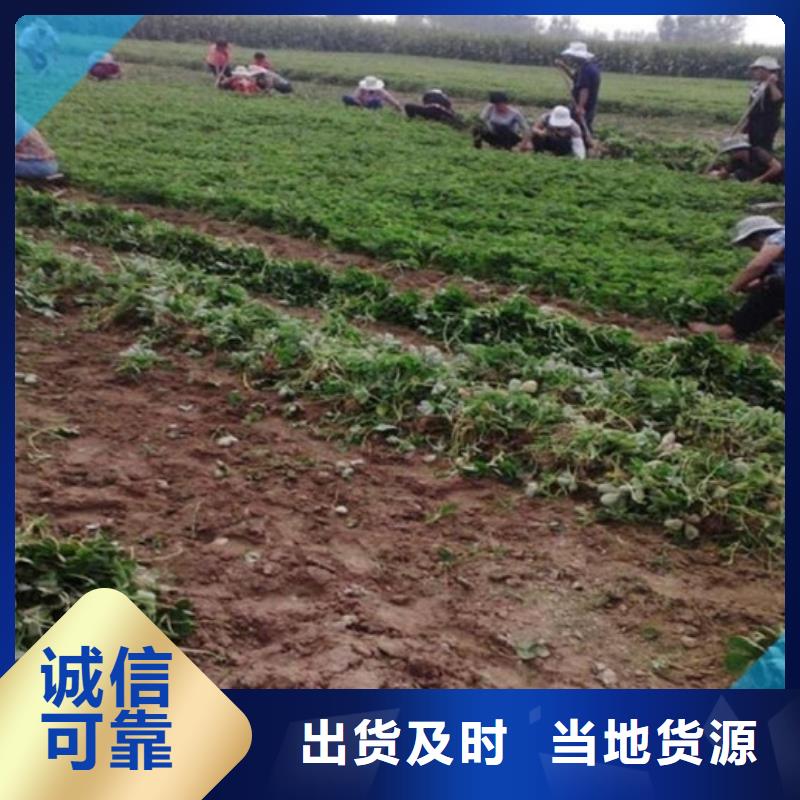 明溪草莓种苗种植品种选择厂家售后完善