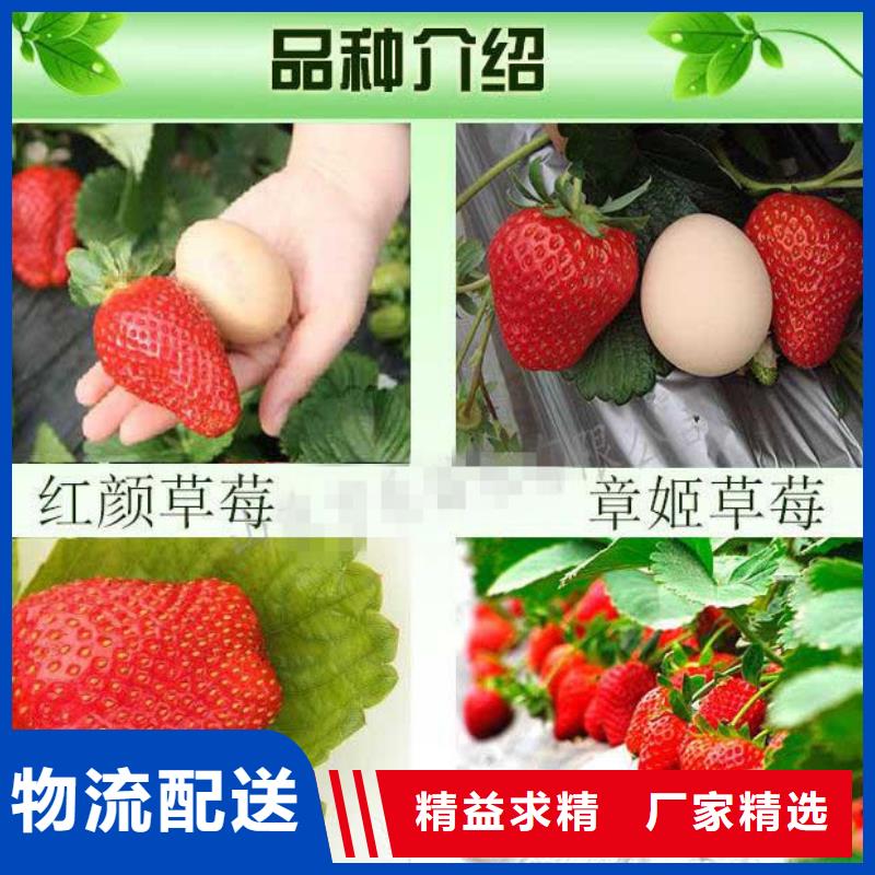 基地批发大棚草莓苗，大棚草莓苗种苗同城制造商