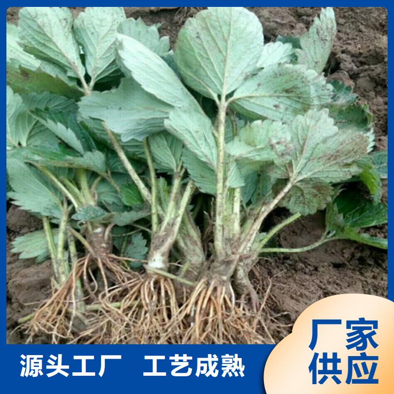 黑龙江省红99草莓苗哪里有批发的