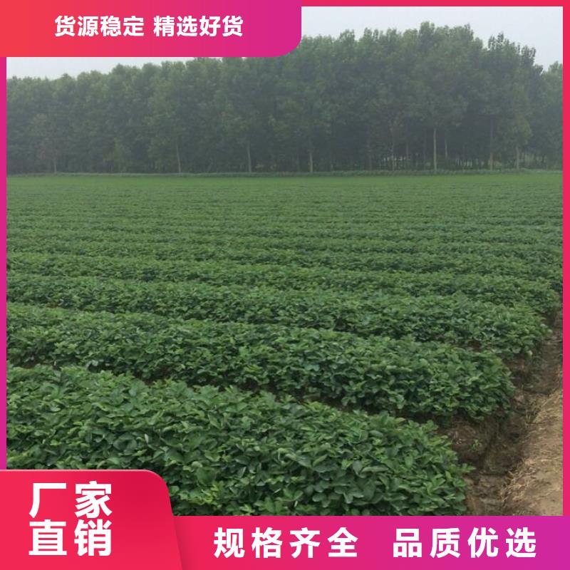 隋珠草莓苗南充供应厂家