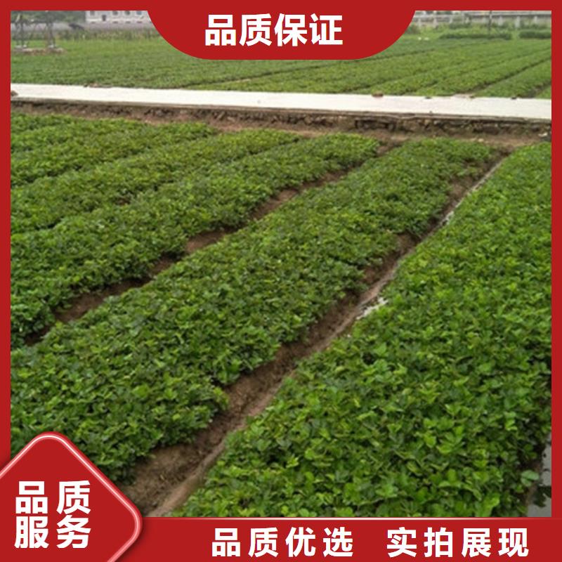 银州妙香草莓苗生产