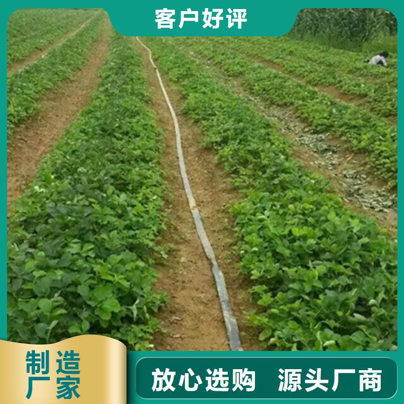四川宜宾白草莓苗