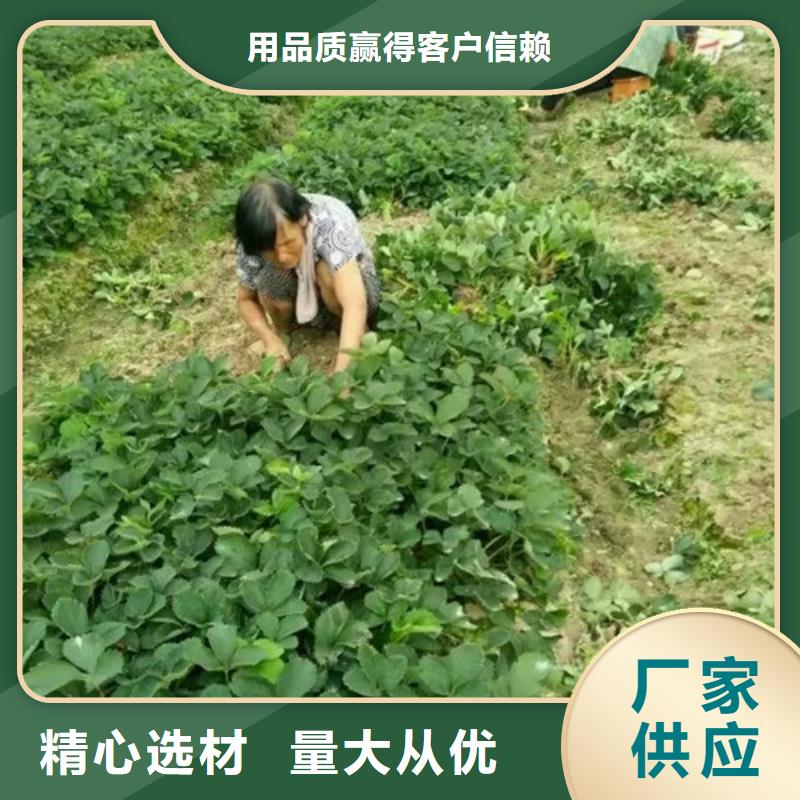 秦皇岛白果草莓苗、白果草莓苗生产厂家