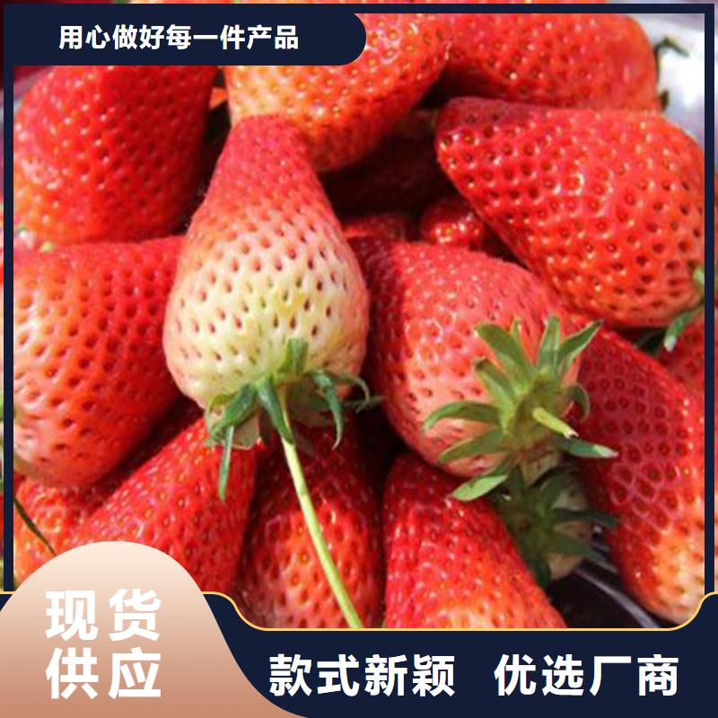 白沙县大棚草莓苗哪里好专业品质