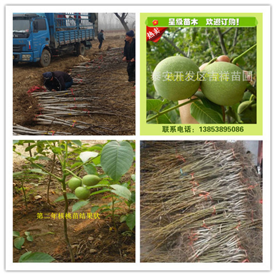 核桃树种植条件优质材料厂家直销