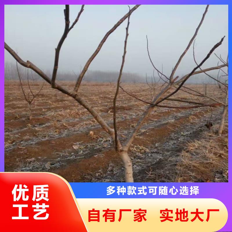 内蒙古自治区核桃树苗批发价格