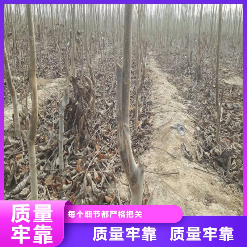 湘潭市山核桃树苗哪里有种植的