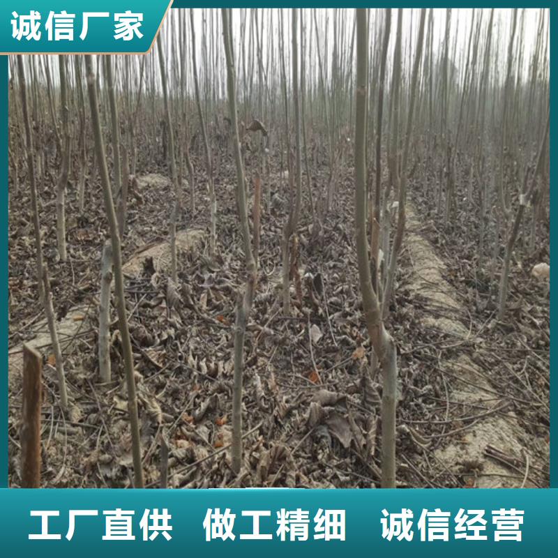 乐东县占地核桃树苗厂家供应当地货源