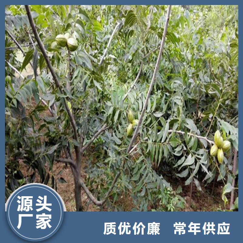 丰香核桃树苗种植品种选择实地大厂
