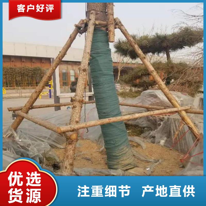 安徽芜湖保湿带缠树带