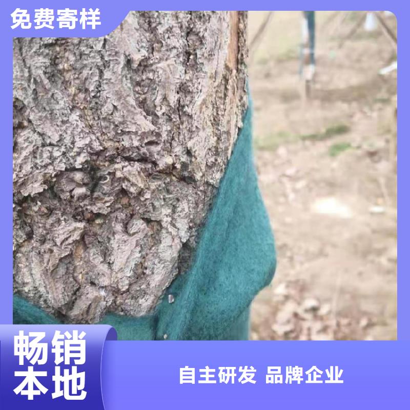 河南洛阳绿色裹树无纺布工程绿化裹树布