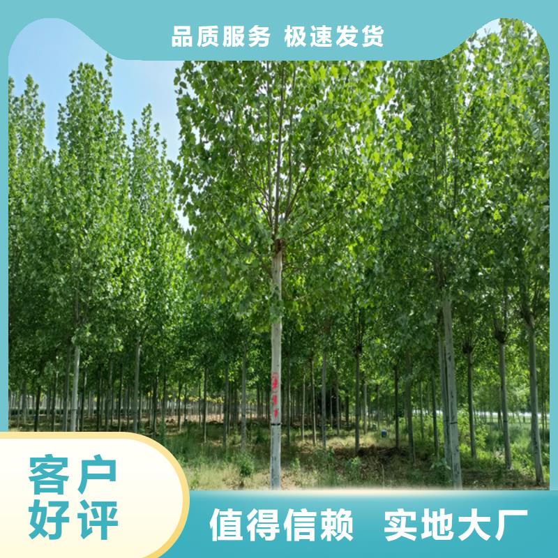 贵州法桐树12公分价格欢迎来电法桐