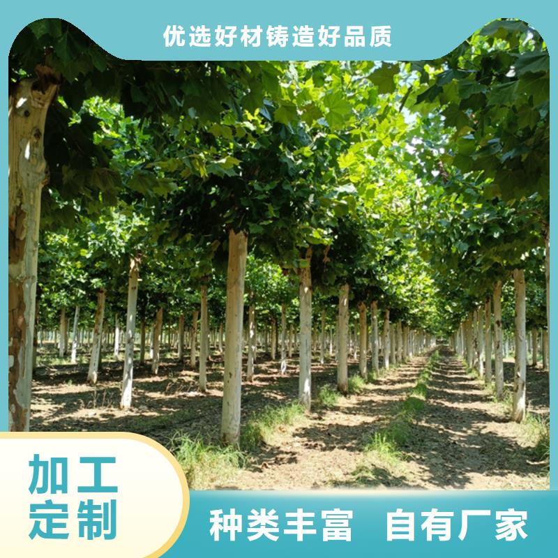 22公分法桐质量保证法桐大厂生产品质