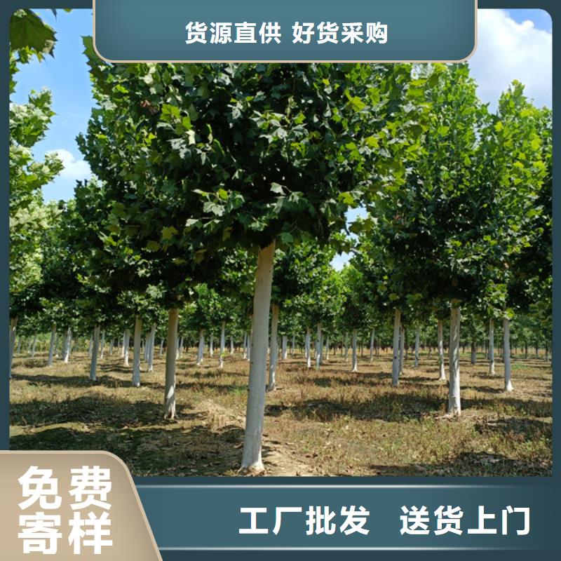 澄迈县造型法桐供应法桐品质有保障
