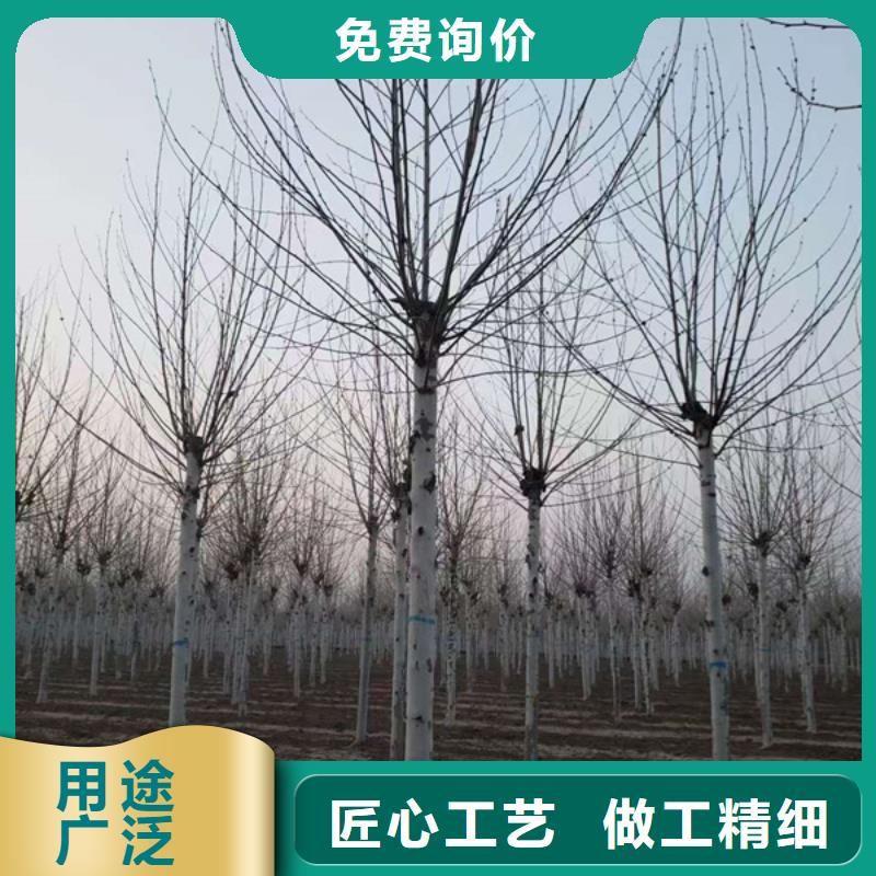广州造型法桐厂家供应价格