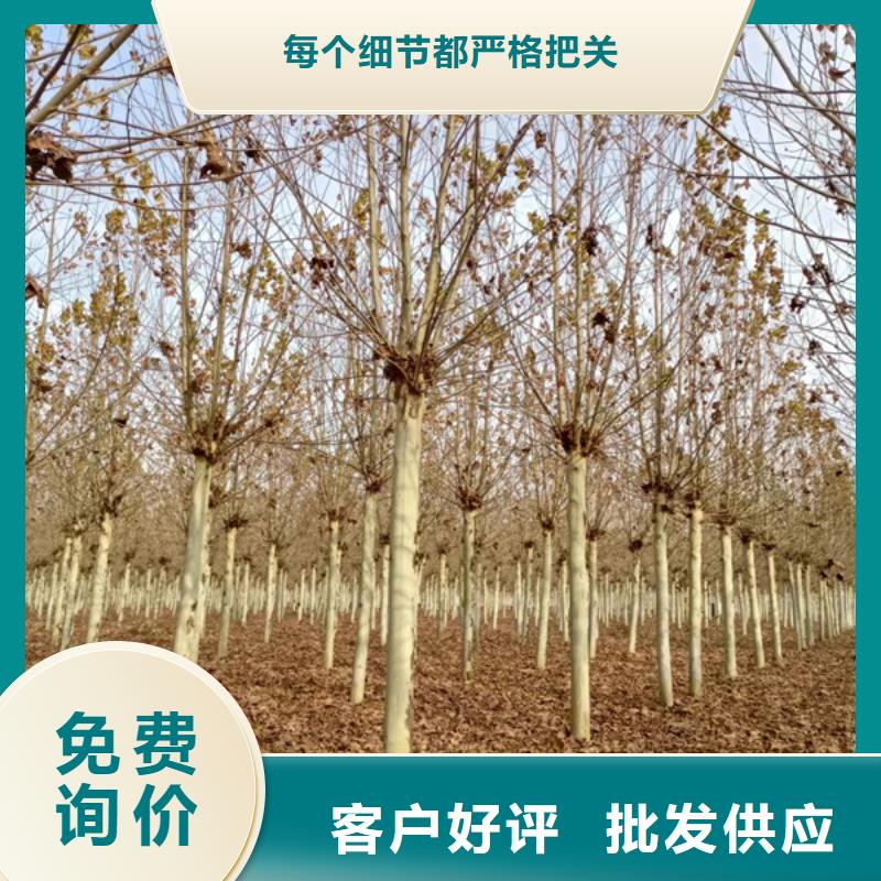 天津造型法桐质量保证法桐