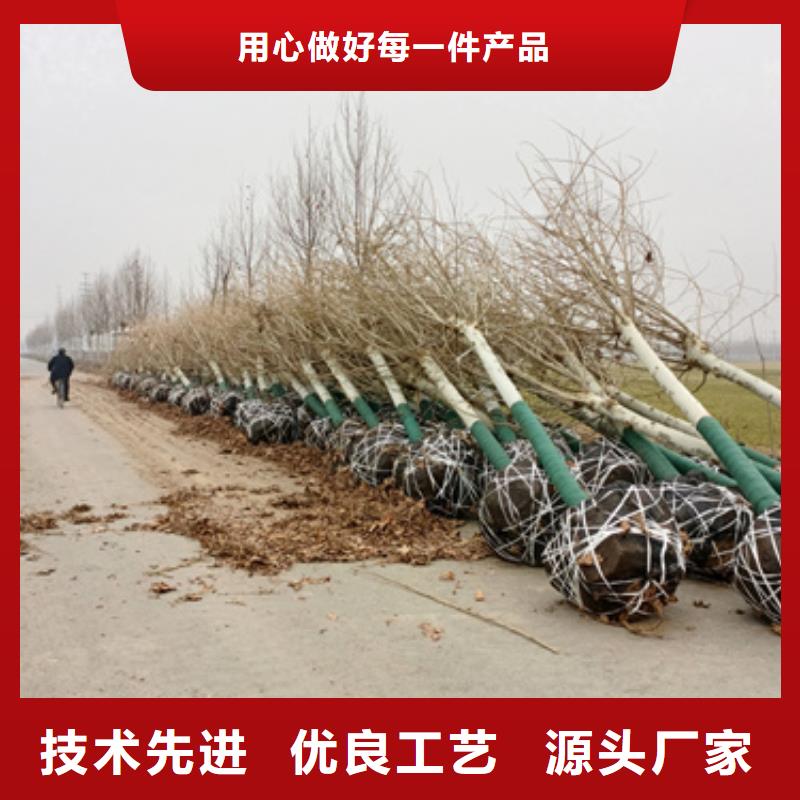 上海定制造型法桐的厂家