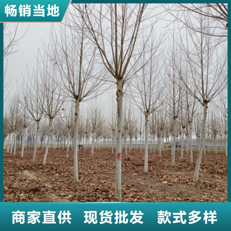 法桐小苗质量保证绿化苗木产地工厂