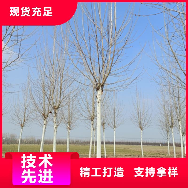 聊城法桐价格质量保证绿化苗木