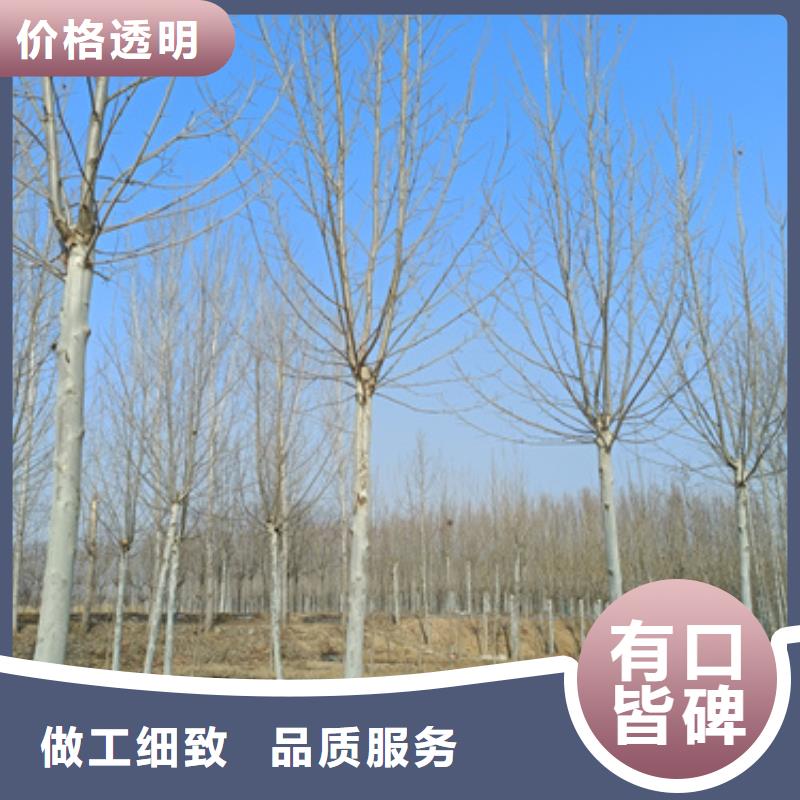 四川速生法桐欢迎来电绿化乔木