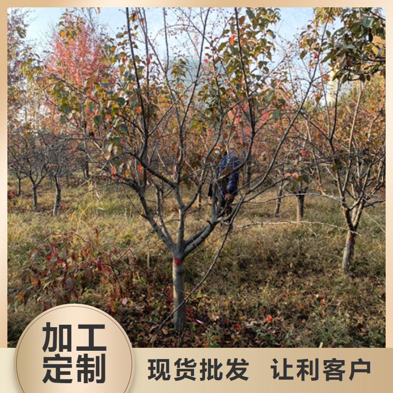 苏州法桐小苗畅销全国绿化乔木