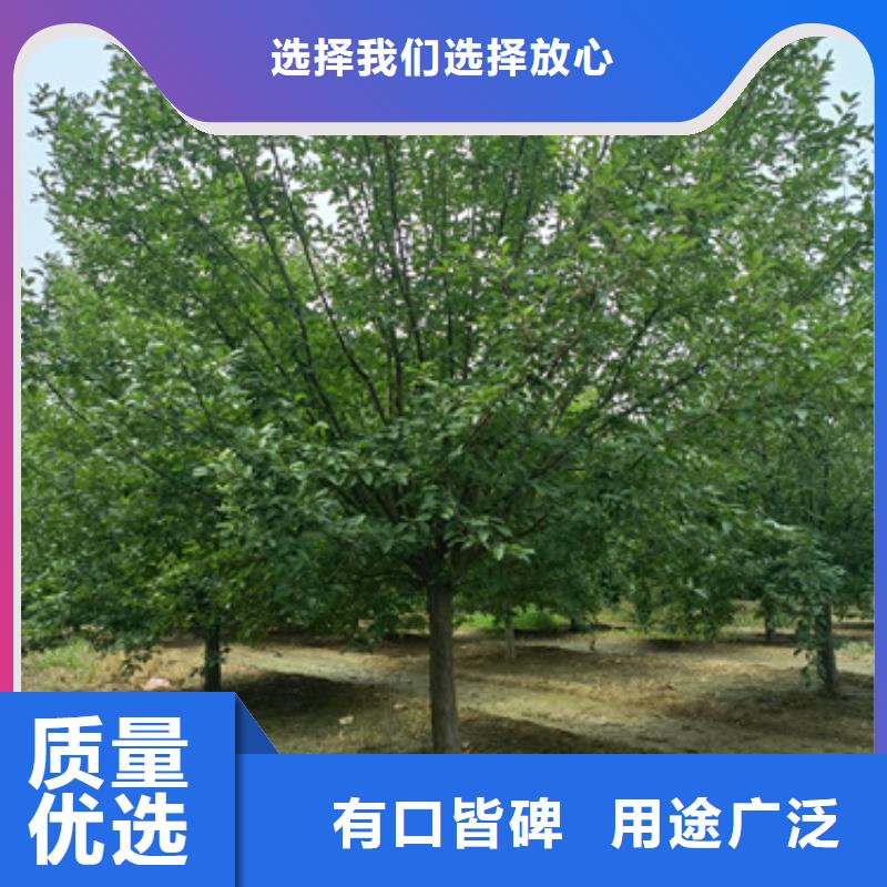 荆州法桐行情现货供应绿化乔木