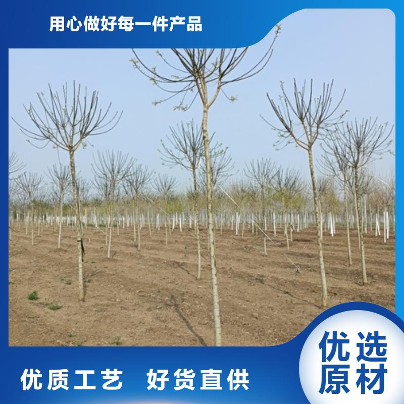 锦州法桐价格规格齐全绿化乔木