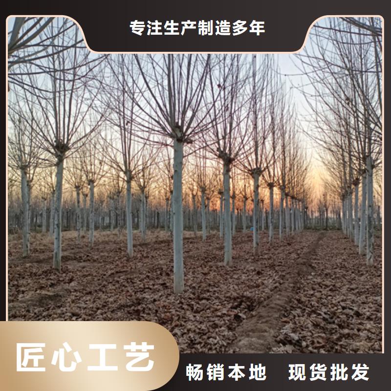 福州法桐畅销全国绿化乔木