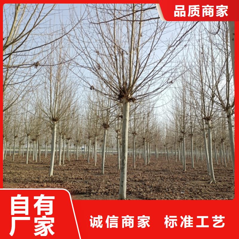 洛阳造型法桐质量保证绿化乔木