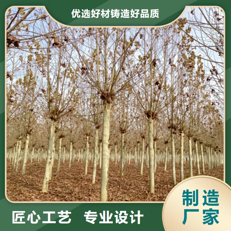 法桐小苗畅销全国绿化乔木大品牌值得信赖
