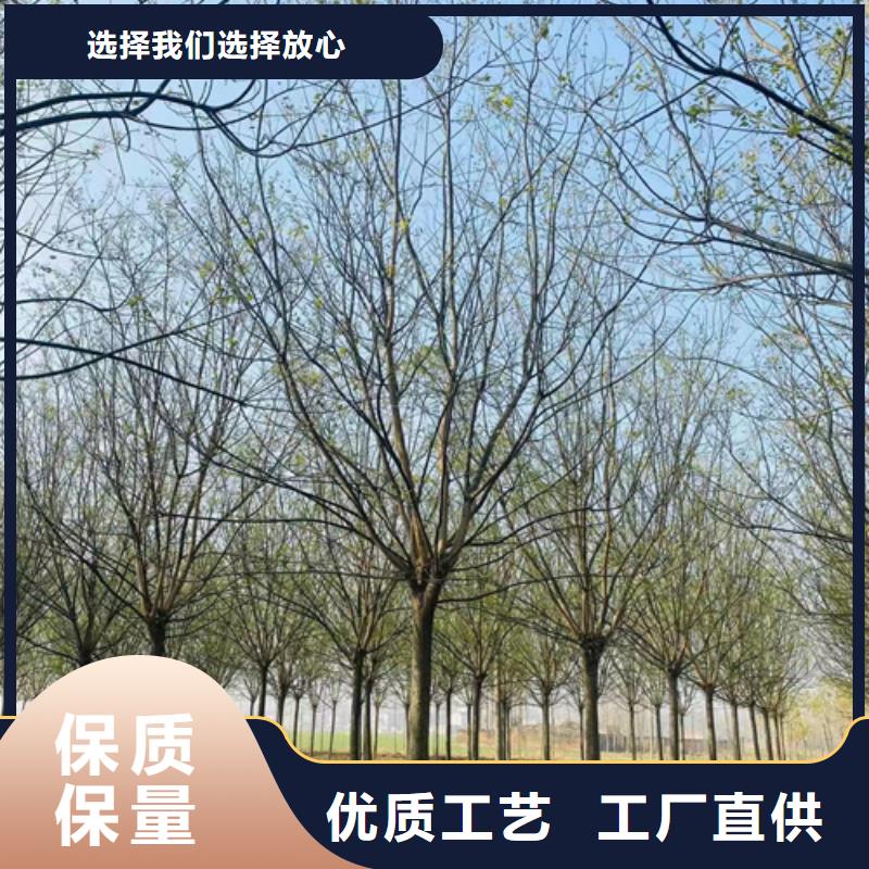 沧州造型法桐放心购买绿化乔木